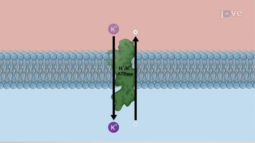 Acid Suppressive Drugs for Peptic Ulcer Disease: Histamine H2-Receptor Antagonists