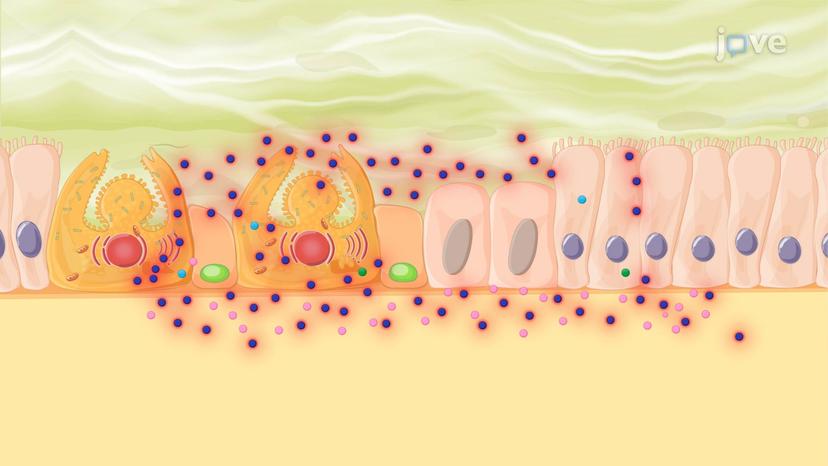 Drugs for Peptic Ulcer Disease: Prostaglandin Analogs as Mucosal Protective Agents