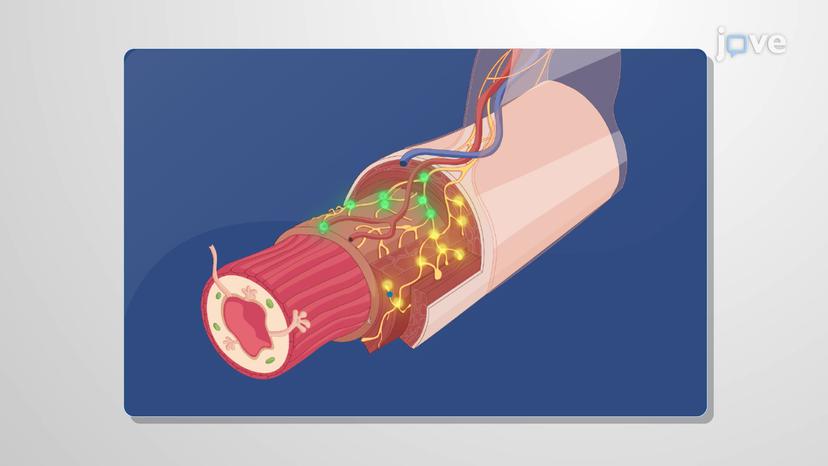 Physiology of Enteric Nervous System and Gut Health