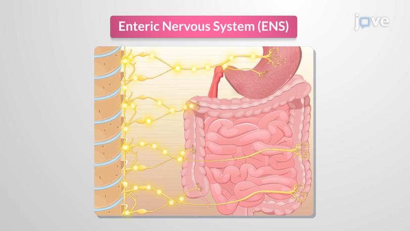 Enteric Nervous System: Regulation of GI Motor Activity