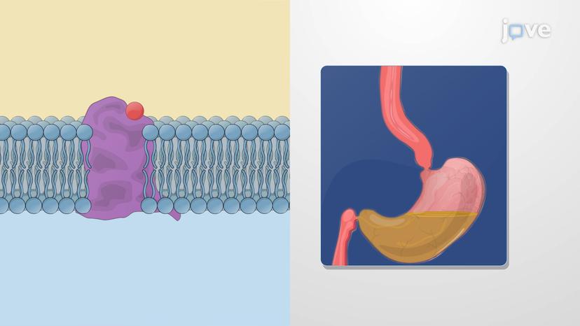 Drugs Affecting GI Tract Motility: Dopamine Receptor Antagonists