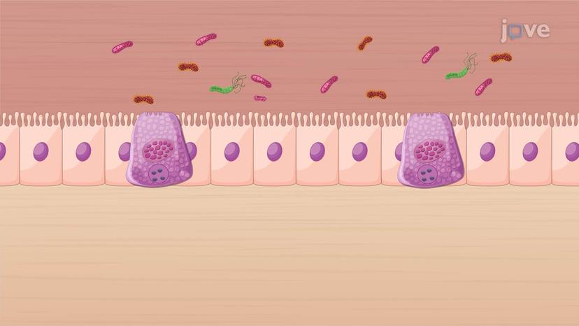 Drugs Affecting GI Tract Motility: Serotonin Receptor Agonists