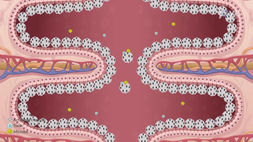 Drugs Affecting GI Tract Motility: Adsorbents as Antidiarrheal Agents