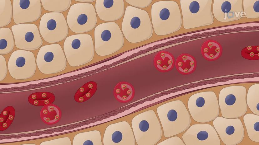 Factors Affecting Erythropoiesis