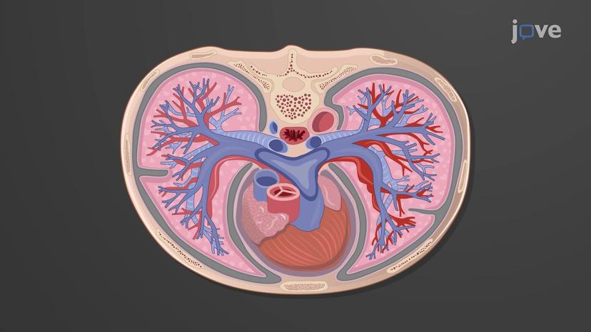 Gross Anatomy of the Lungs