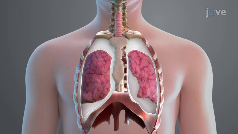 Pleura of the Lungs