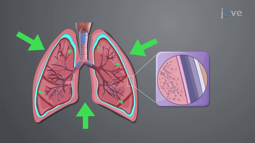 Pressure Relationships in Thoracic Cavity