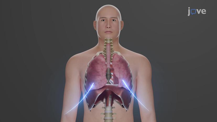 Pulmonary Ventilation: Inhalation