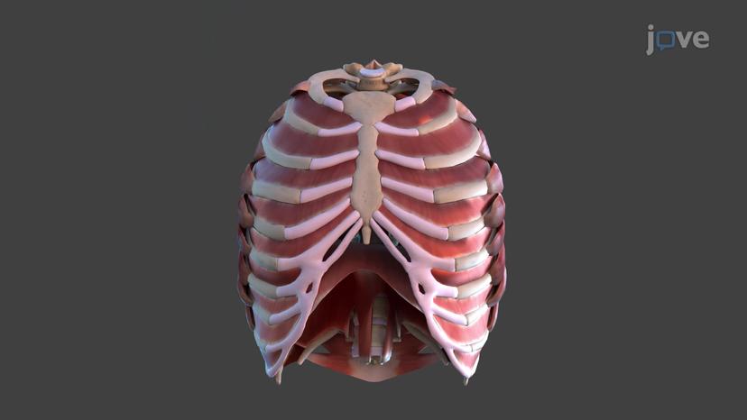 Pulmonary Cycle: Exhalation