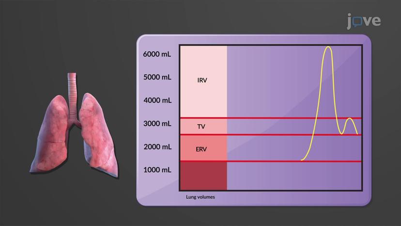 Respiratory Volumes and Capacities