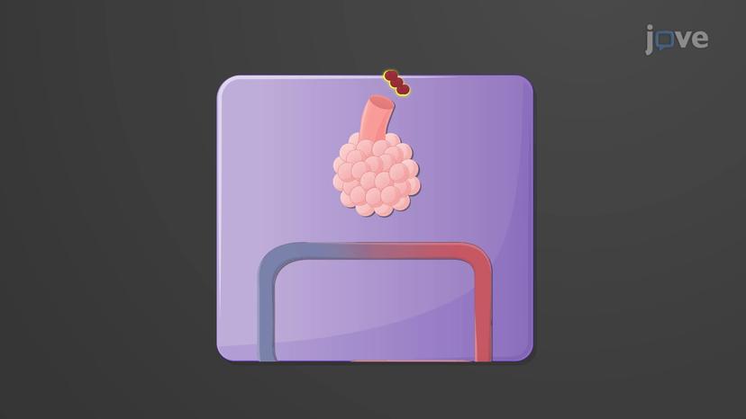 External and Internal Respiration