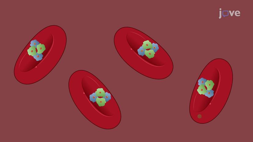 Oxygen Transport in the Blood