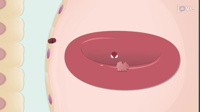 Carbon Dioxide Transport in the Blood