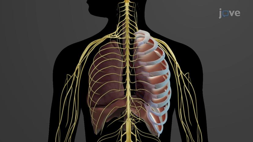 Neural Control of Respiration