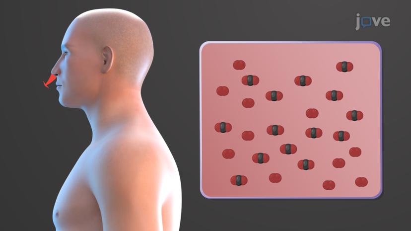 Chemical Factors Affecting Respiration Centers