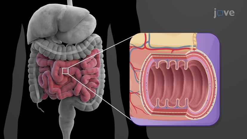 Major Organs of the Digestive System