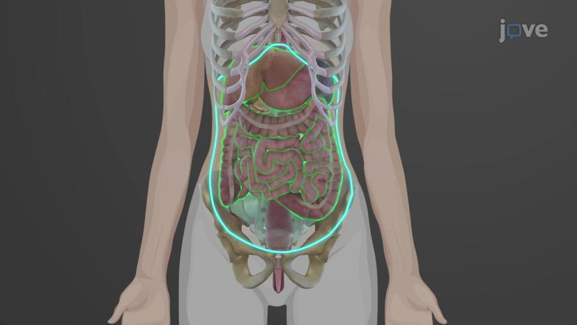 Peritoneum