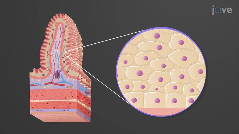 Histology of the Gastrointestinal (GI) Tract