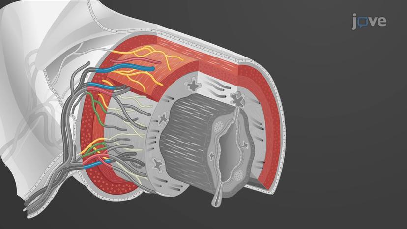 Nerve Supply of the GI Tract