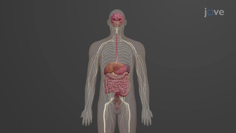 Regulation of the Digestive System