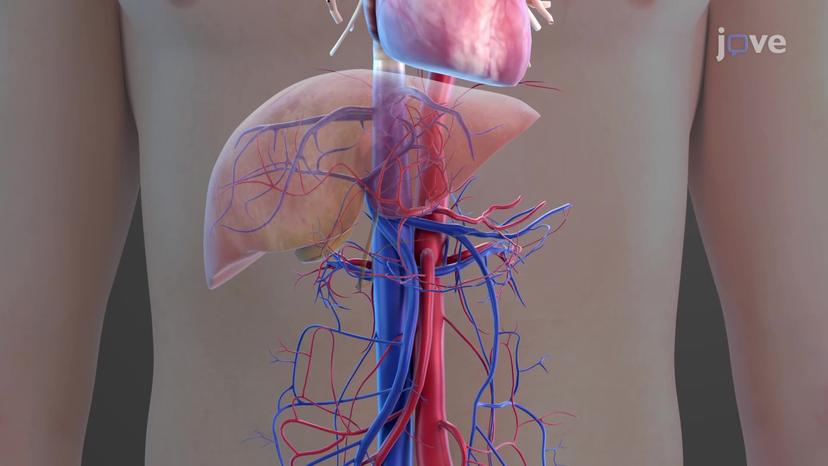 Blood Supply to the Digestive System