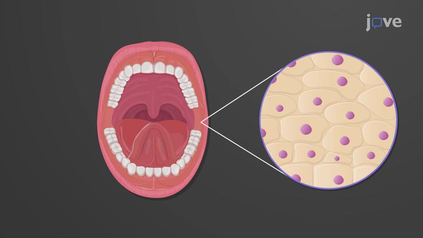 Oral Cavity