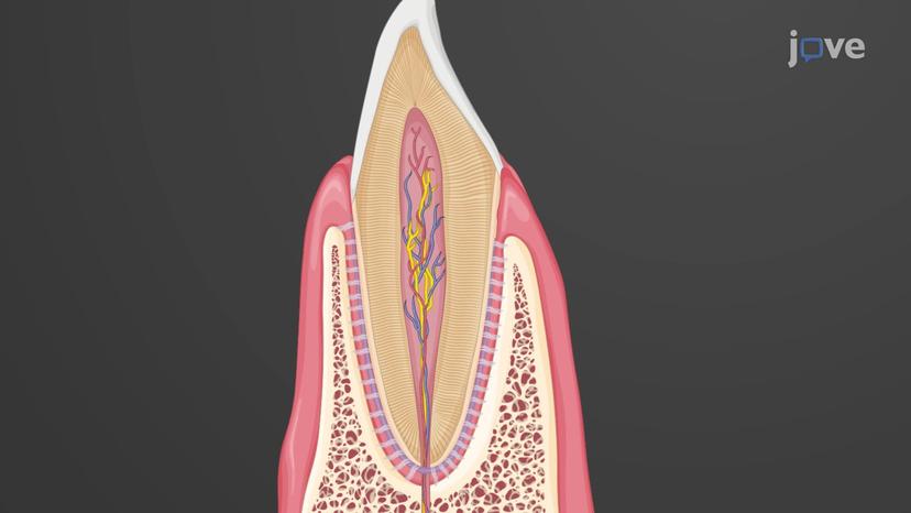 Tooth Anatomy