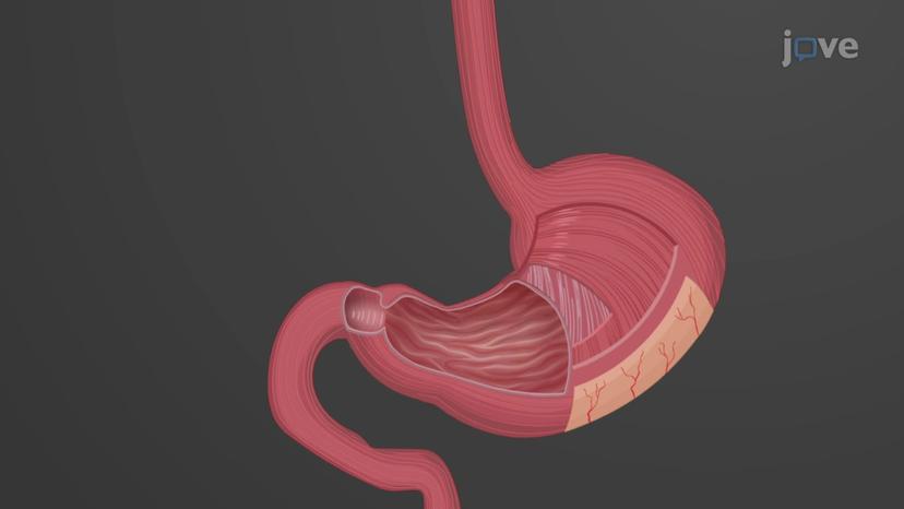 Stomach Histology