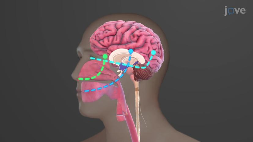 Cephalic Phase of Digestion