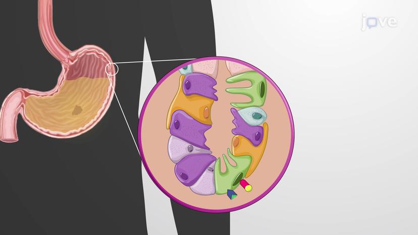 Gastric Phase of Digestion