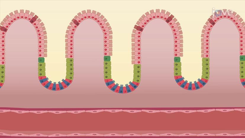 Intestinal Phase of Digestion