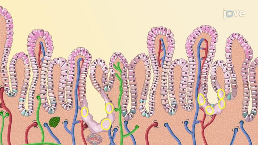 Mucosal Barrier of the Stomach