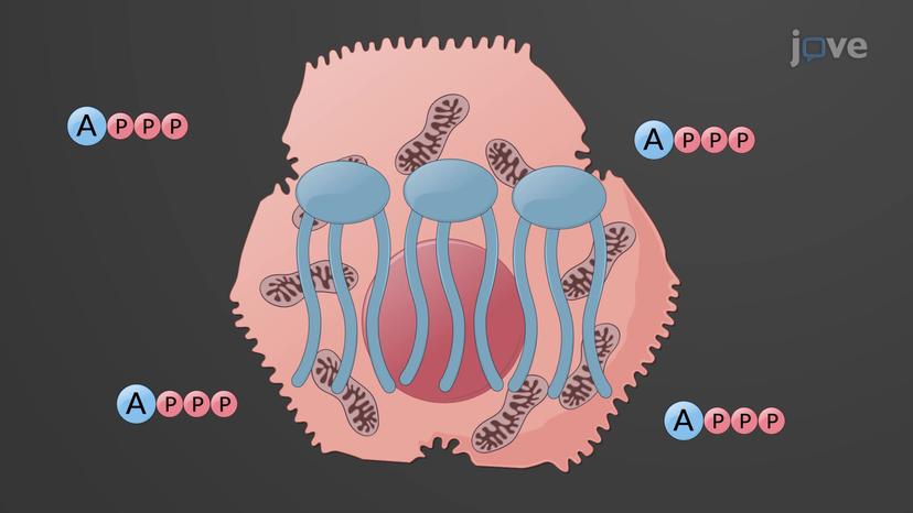 Liver Physiology