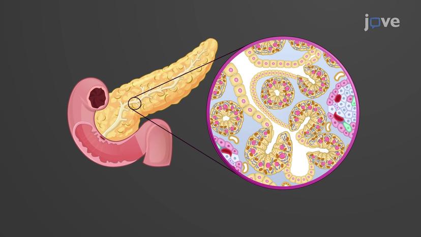 Pancreatic Juice and Secretion