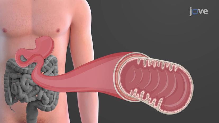 Small Intestine