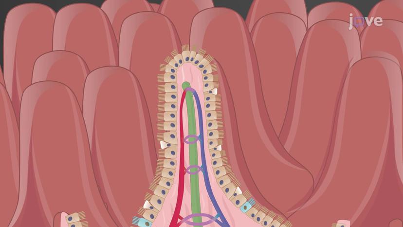 Histology of the Small Intestine