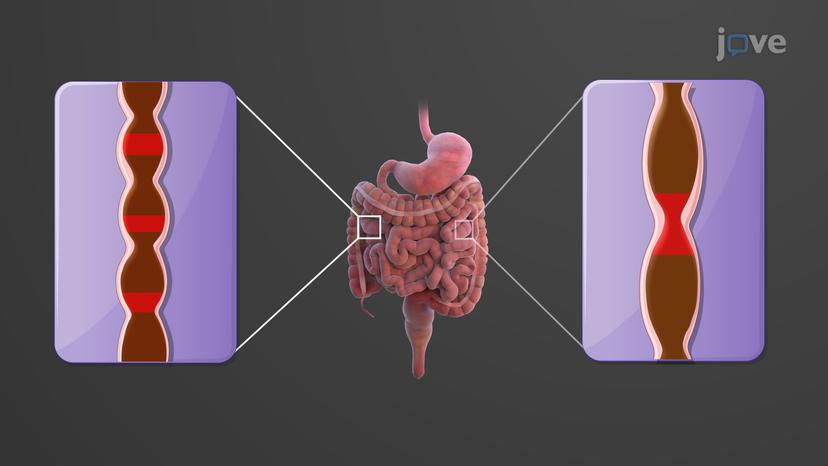 Mechanical and Chemical Digestion in the Small Intestine