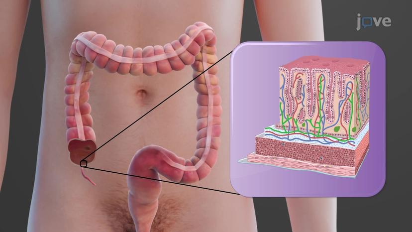 Histology of the Large Intestine