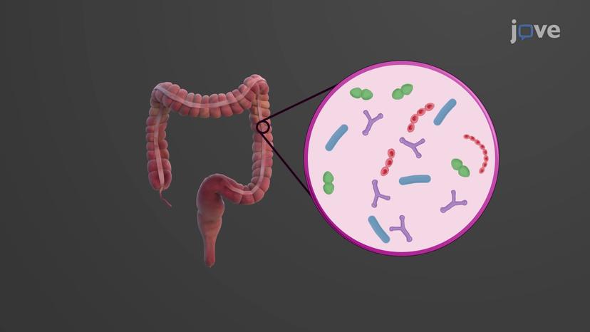 Bacterial Flora of the Large

Intestine