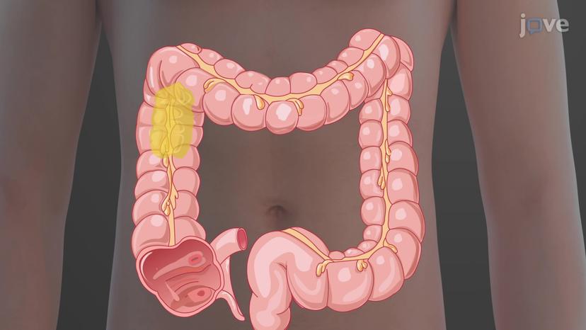 Digestive Functions of the Large Intestine