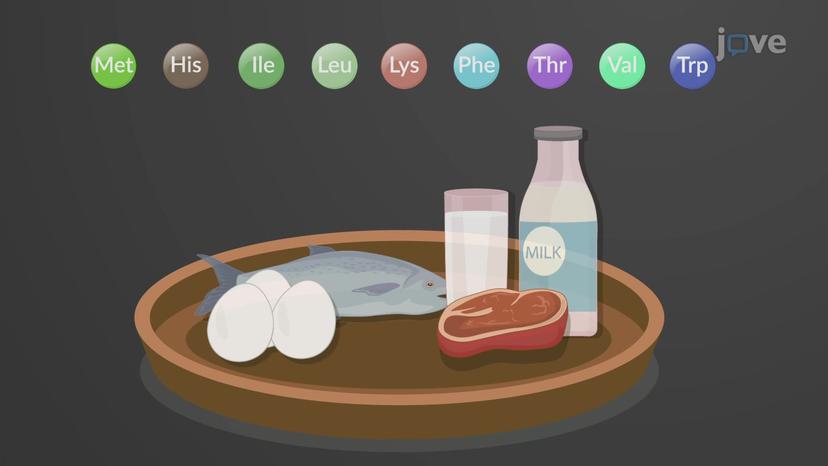 Proteins: Dietary Sources and Requirements