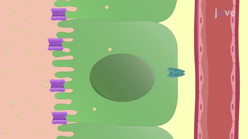 Overview of Carbohydrate Metabolism