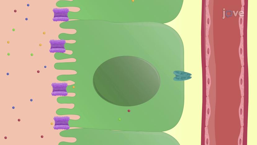 Overview of Protein Metabolism