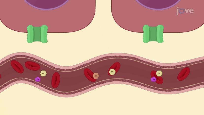 Carbohydrate Absorption