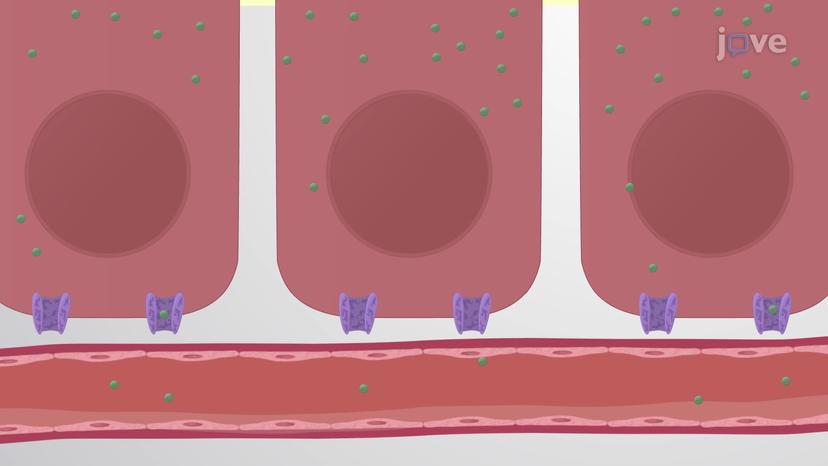 Protein Absorption