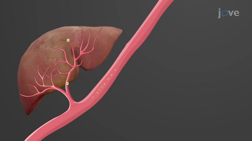 Metabolic States of the Body: The Postabsorptive State