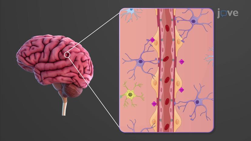 Metabolic States of the Body: Fasting and Starvation