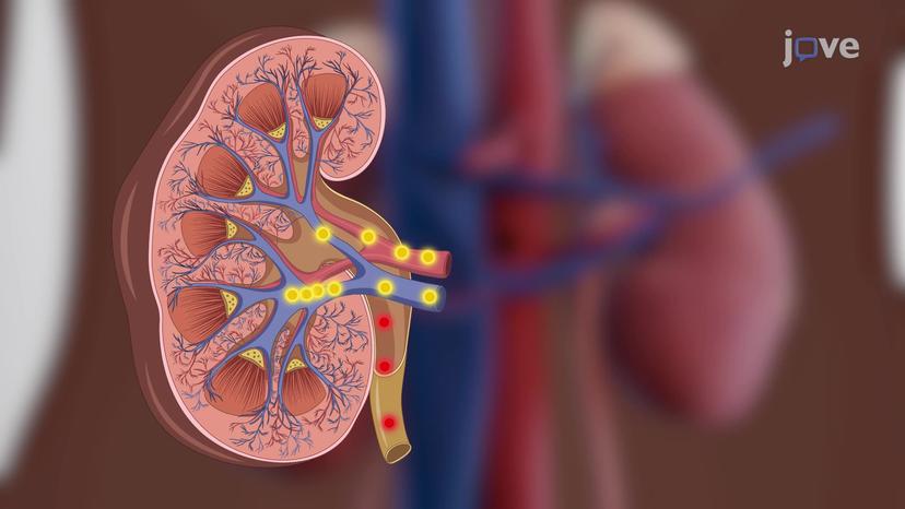 Introduction to Urinary System