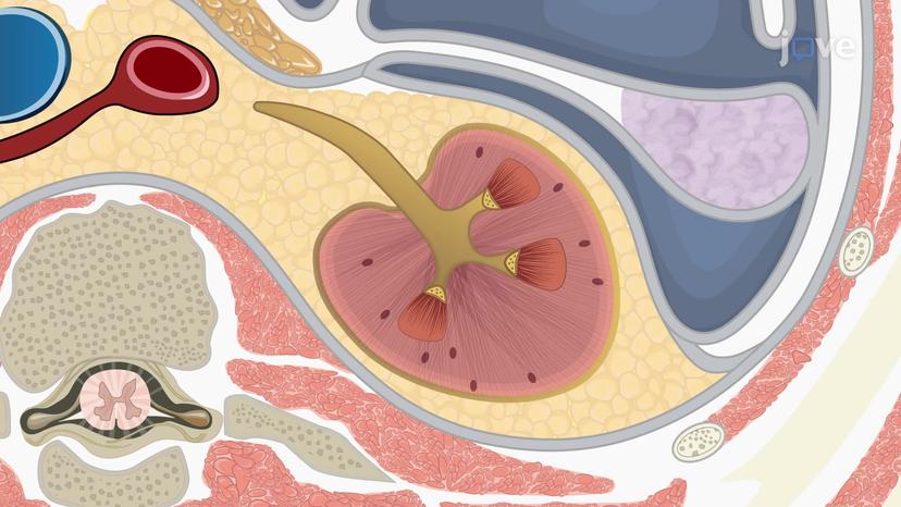 External Anatomy of the Kidney