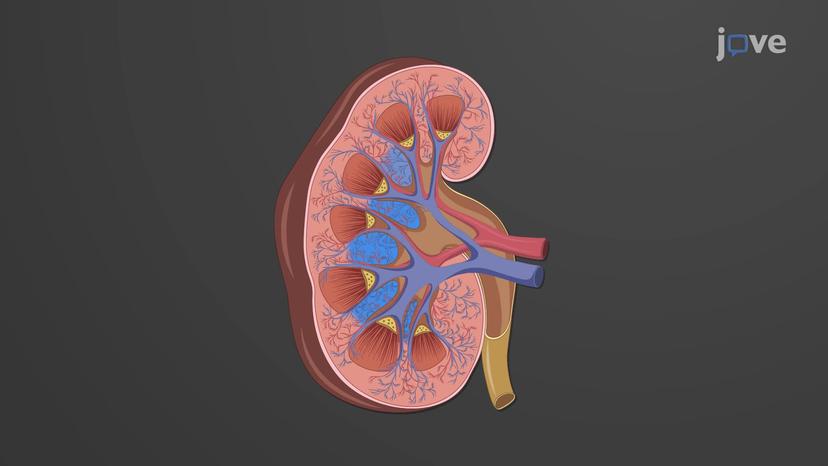 Internal Anatomy of the Kidney